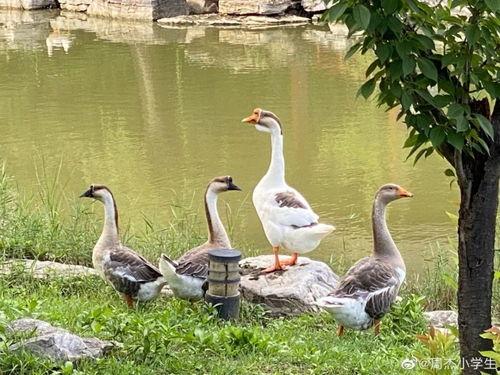 爱豆吃瓜娱乐白鹭