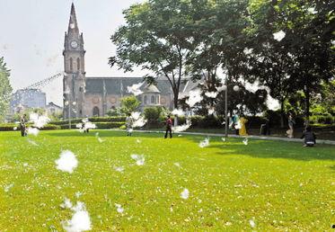 白杨树的花絮,春日里的诗意飘扬