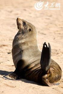 海狗照片,海洋精灵的灵动瞬间