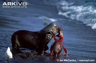 海狗照片,海洋精灵的灵动瞬间