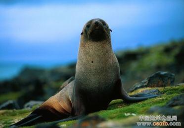 海狗照片,海洋精灵的灵动瞬间